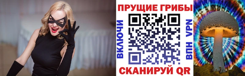 darknet телеграм  наркотики  Чкаловск  Галлюциногенные грибы Cubensis 