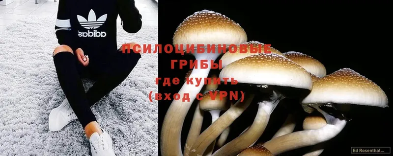 Псилоцибиновые грибы Psilocybe  Чкаловск 